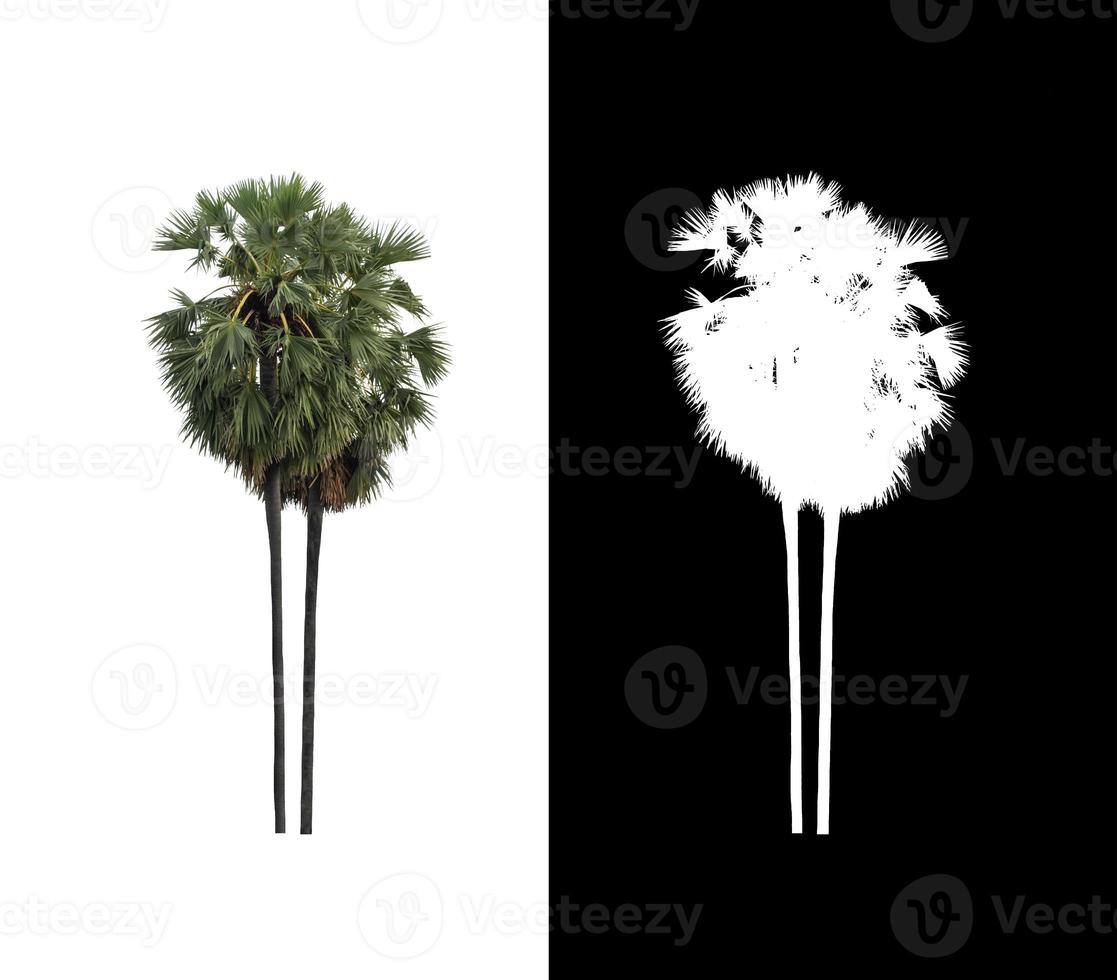 sugar palm that are isolated on a white background are suitable for both printing and web pages photo