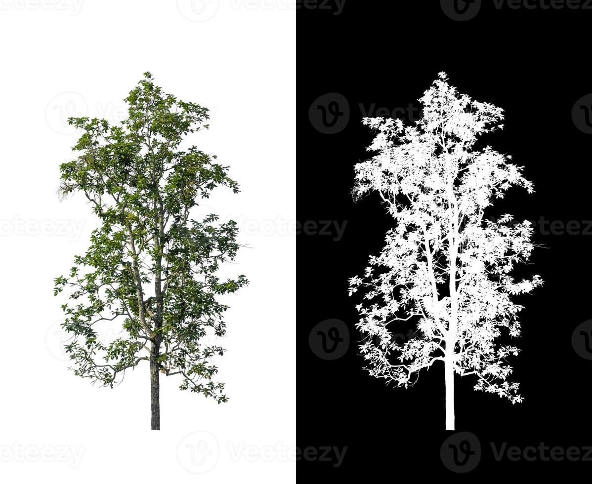 tree isolated on white background with clipping path and alpha channel photo