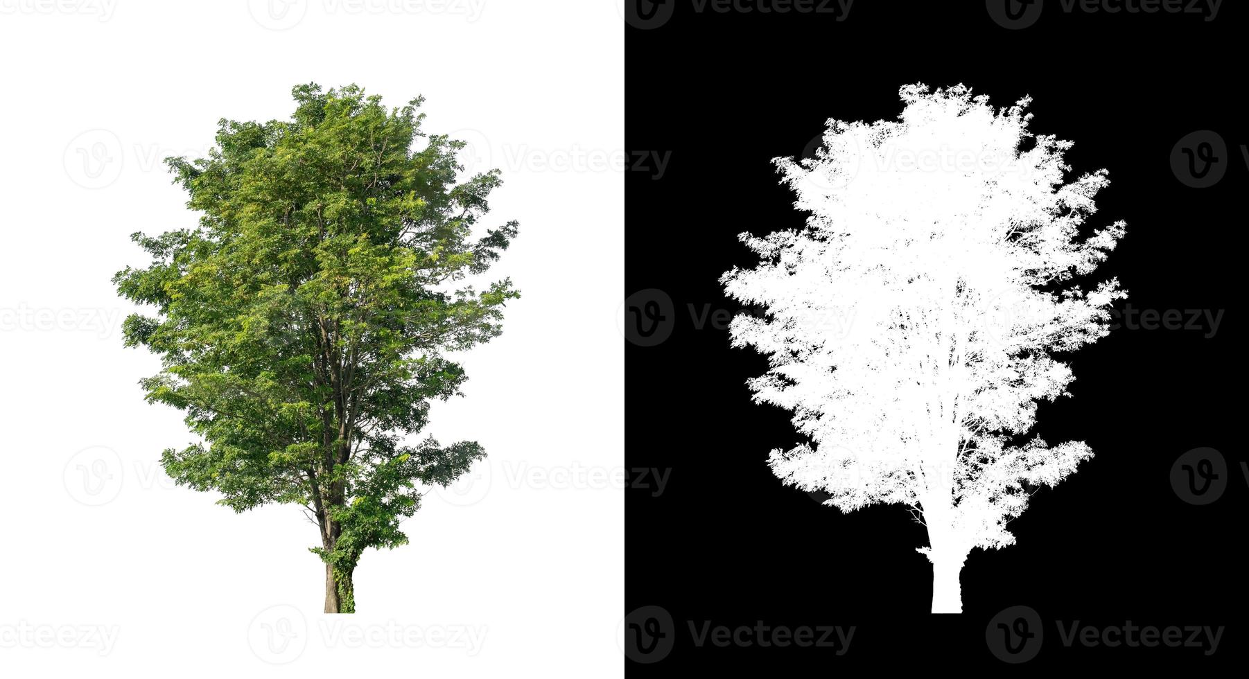 tree isolated on white background with clipping path and alpha channel photo