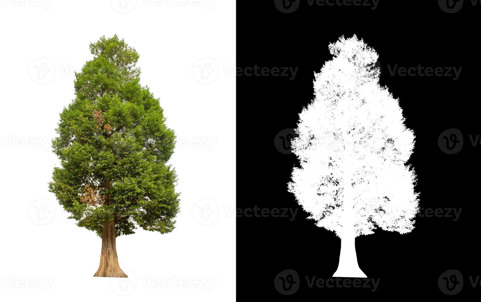 tree isolated on white background with clipping path and alpha channel photo