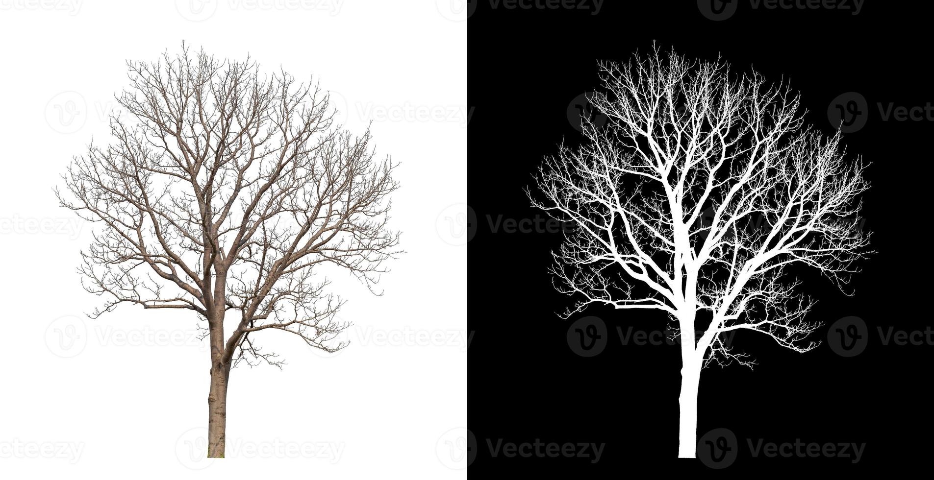 dead tree with clipping path and alpha channel on black background photo