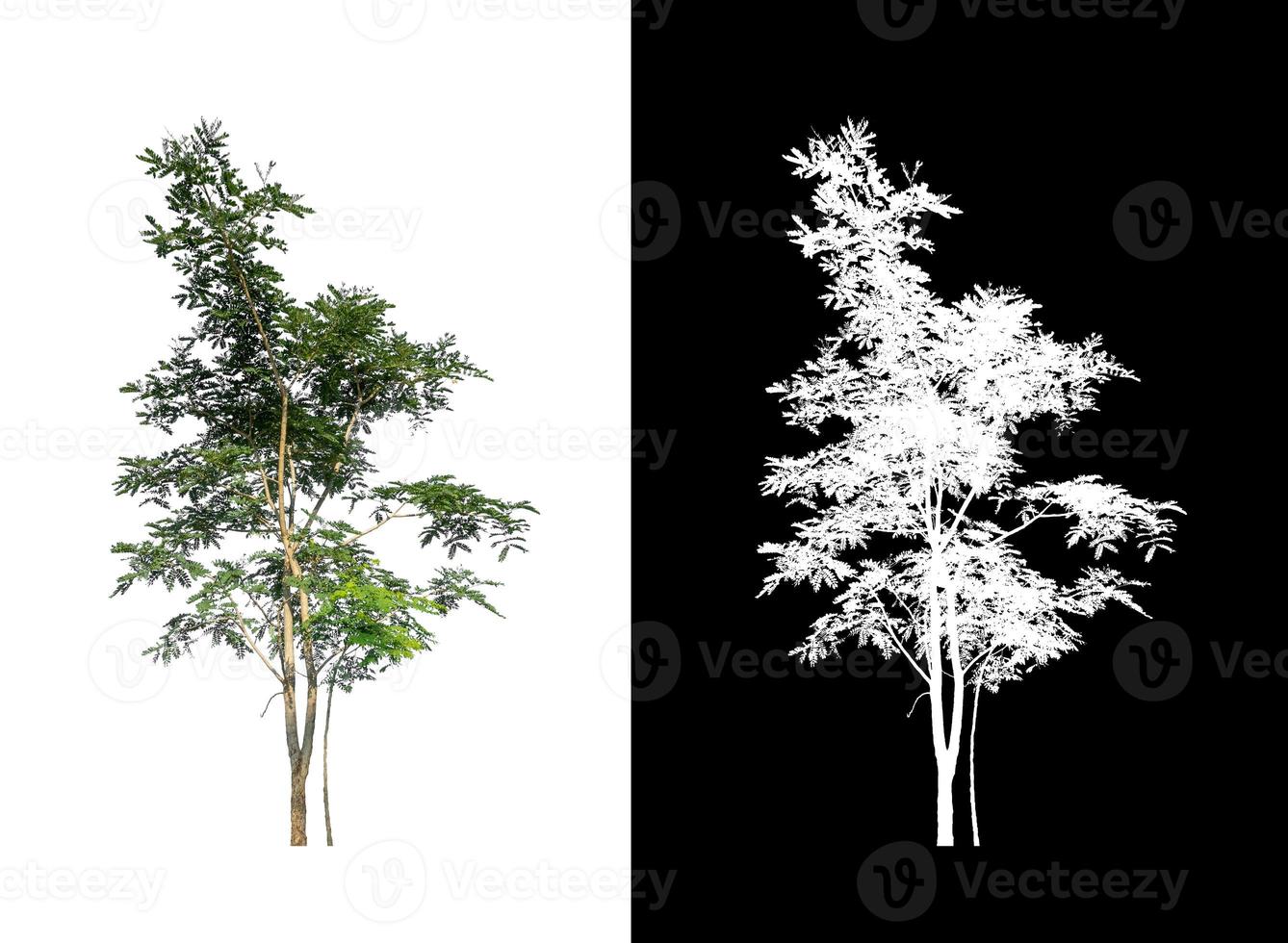 single tree with clipping path and alpha channel on black background photo