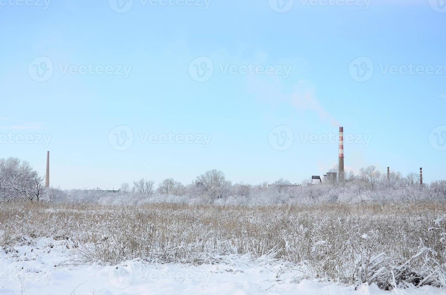 The industrial plant is located behind the swampy terrain, covered with snow. Large field of yellow bulrushes photo