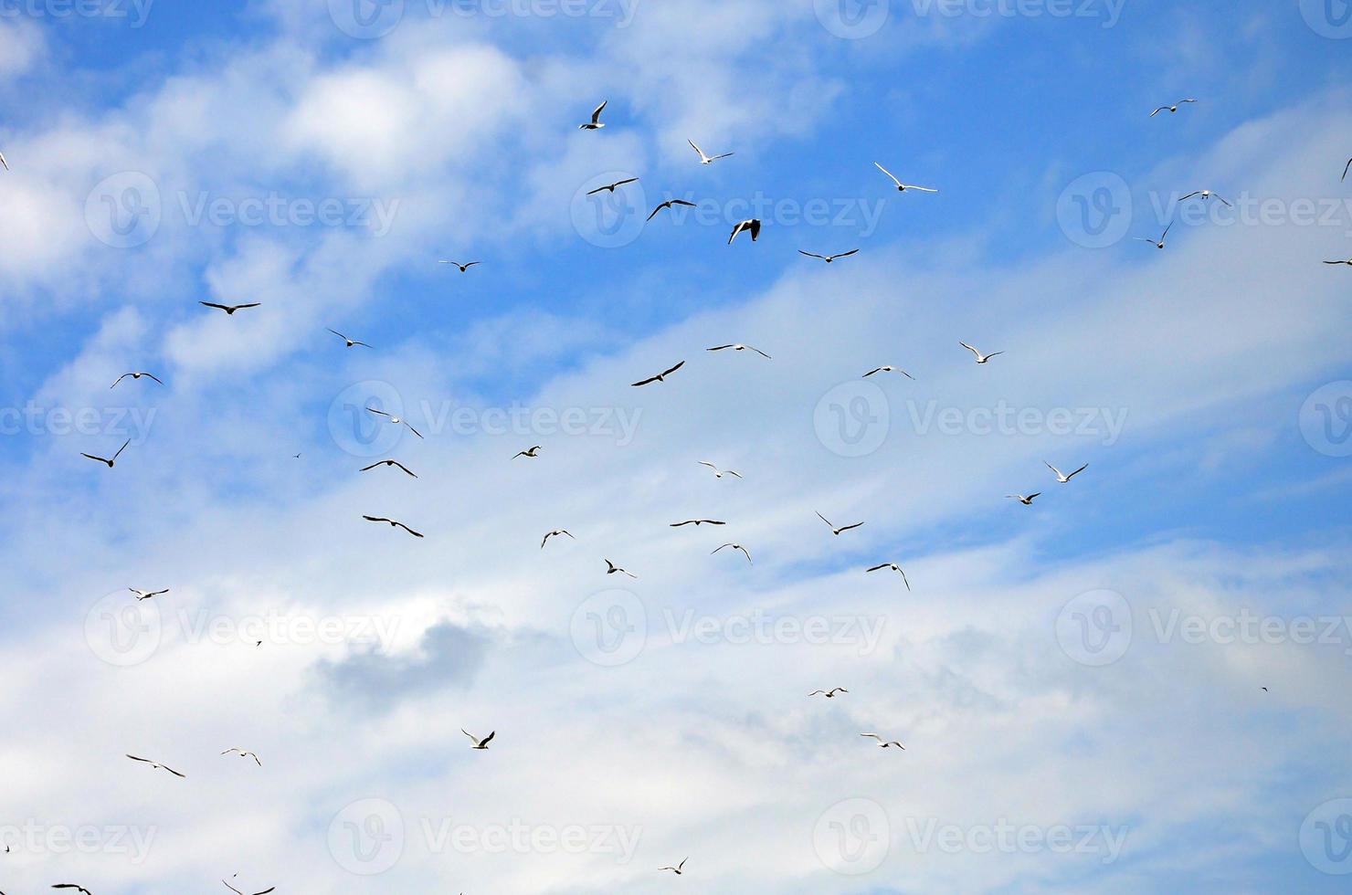 muchas gaviotas blancas vuelan en el cielo azul nublado foto