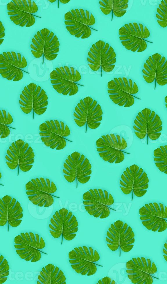 Tropical palm monstera leaves lies on a pastel colored paper. Nature summer concept pattern. Flat lay composition. Top view photo