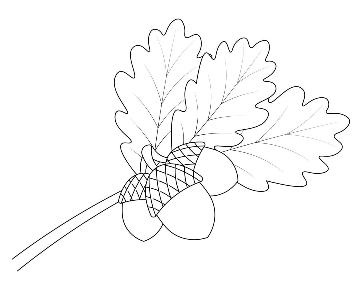 Acorns on an oak branch. Leaves and hard-shelled fruits. Sketch.  Leaves of a tree with veins. vector