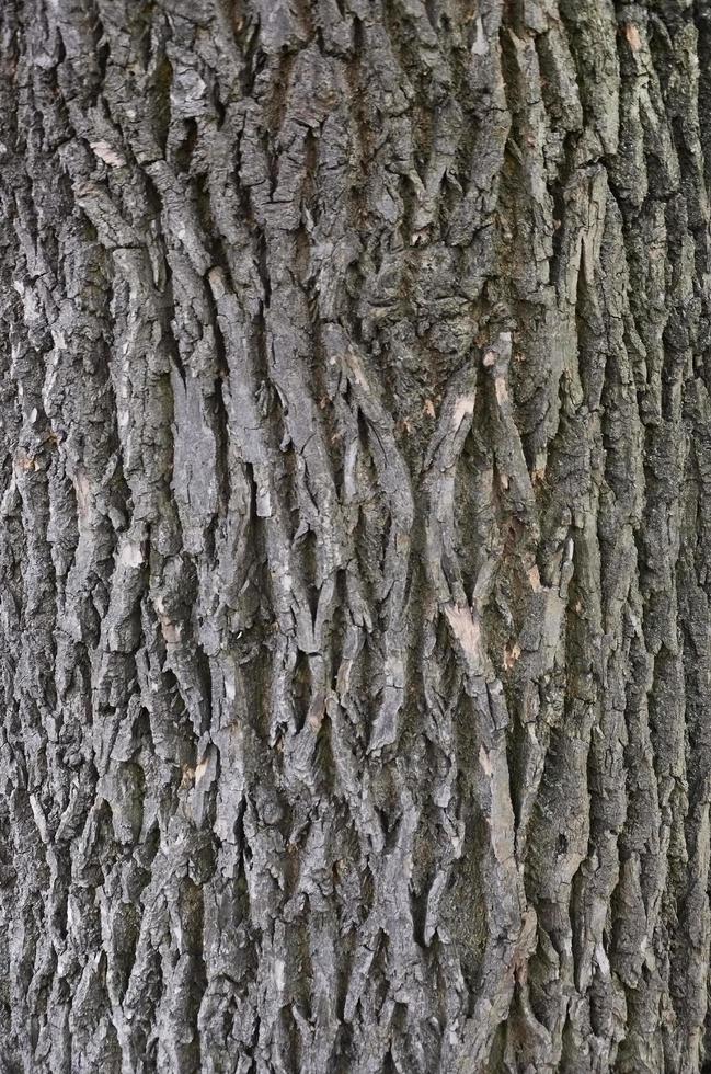 textura de corteza de árbol foto