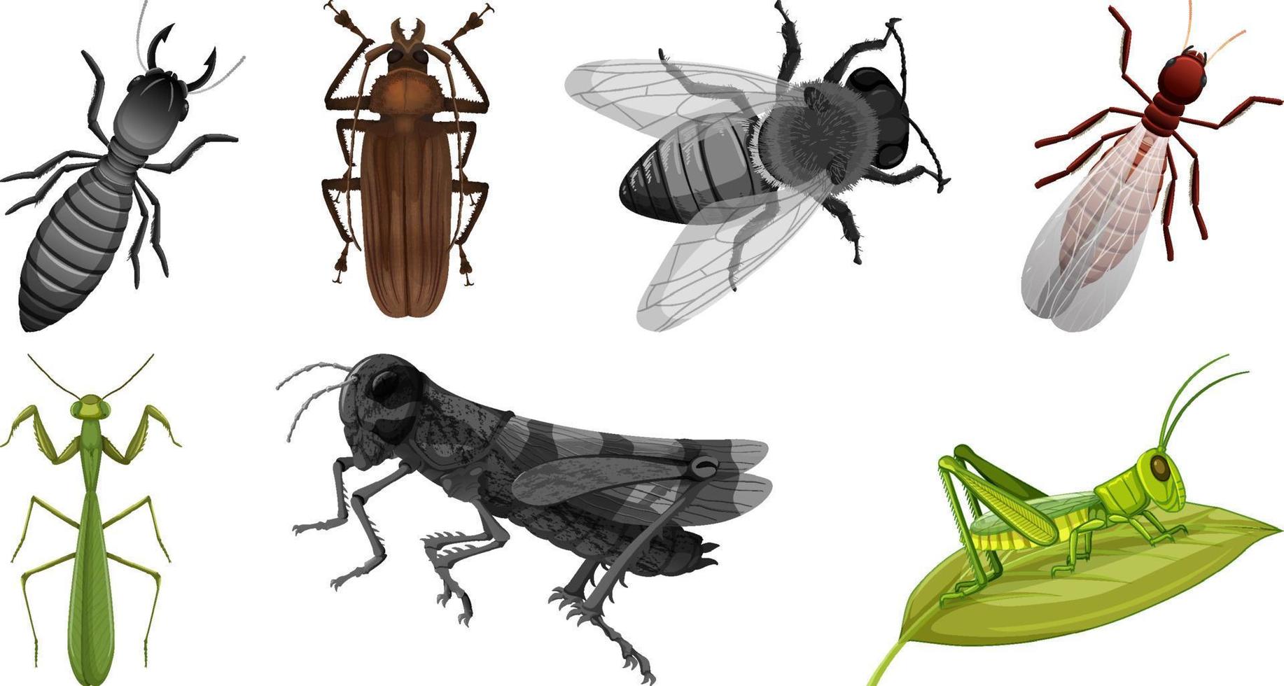 conjunto de diferentes tipos de insectos vector