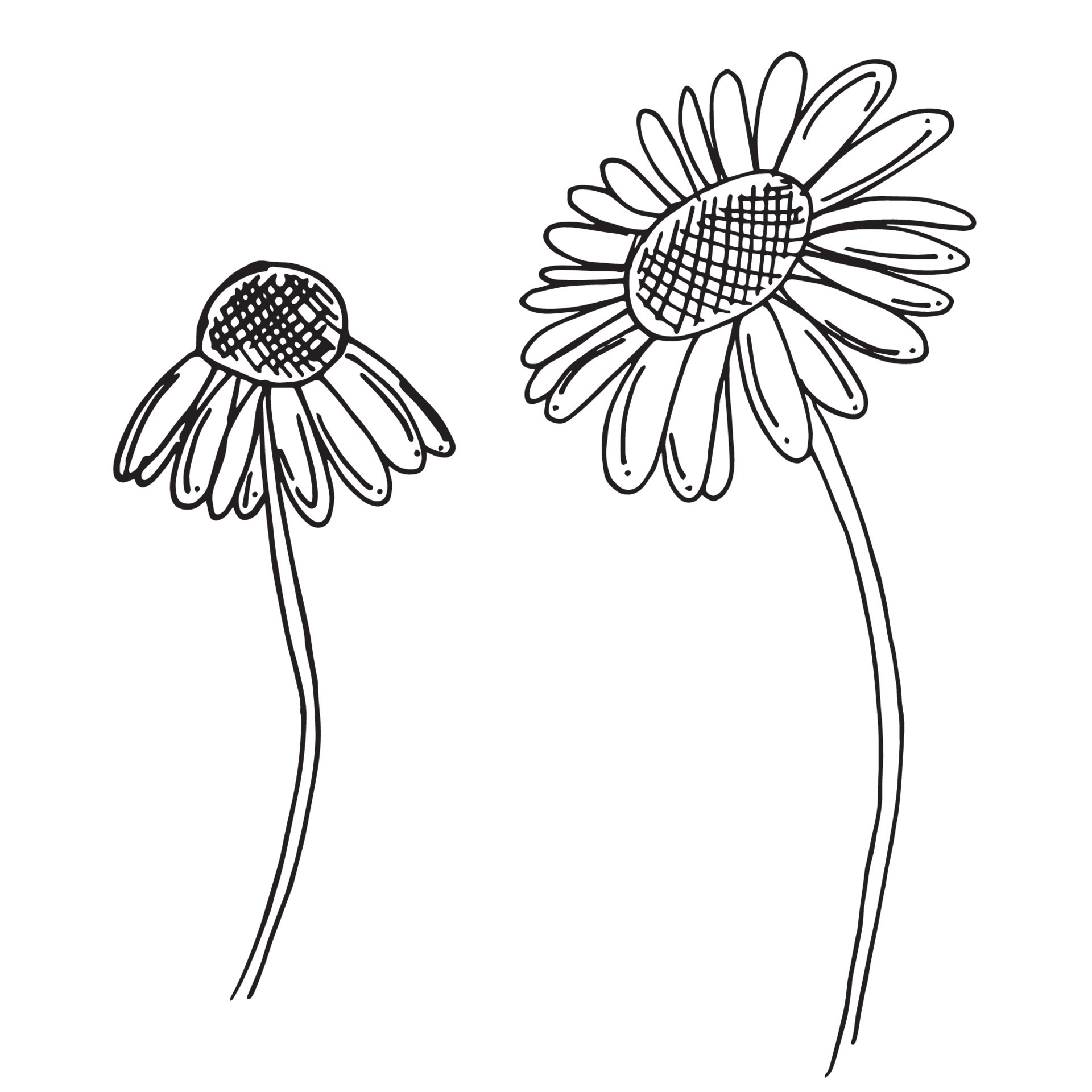 Daisy camomile hand drawn sketch black line art picture 14000277 Vector ...