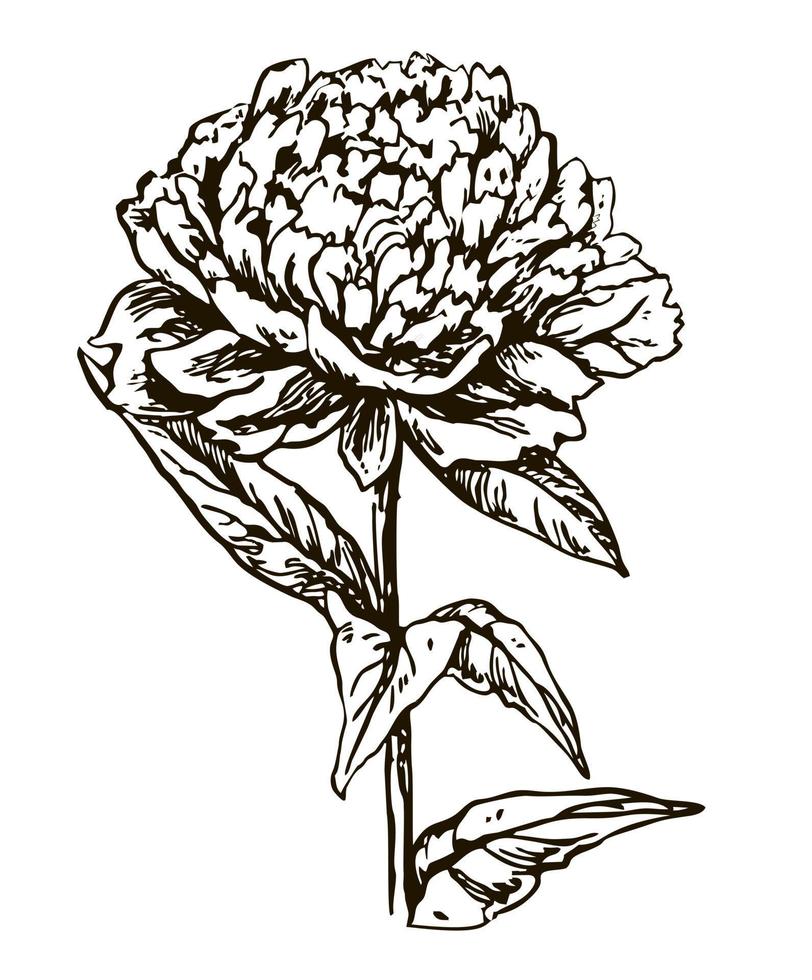 Peony flower. Black and white with line art hand draw illustration vector
