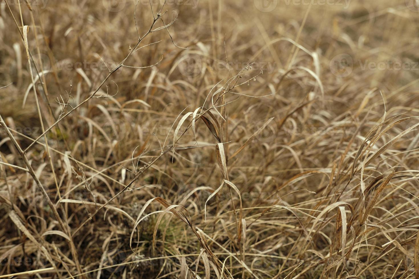 campo de hierba seca de cerca, paisaje sombrío de pradera seca foto