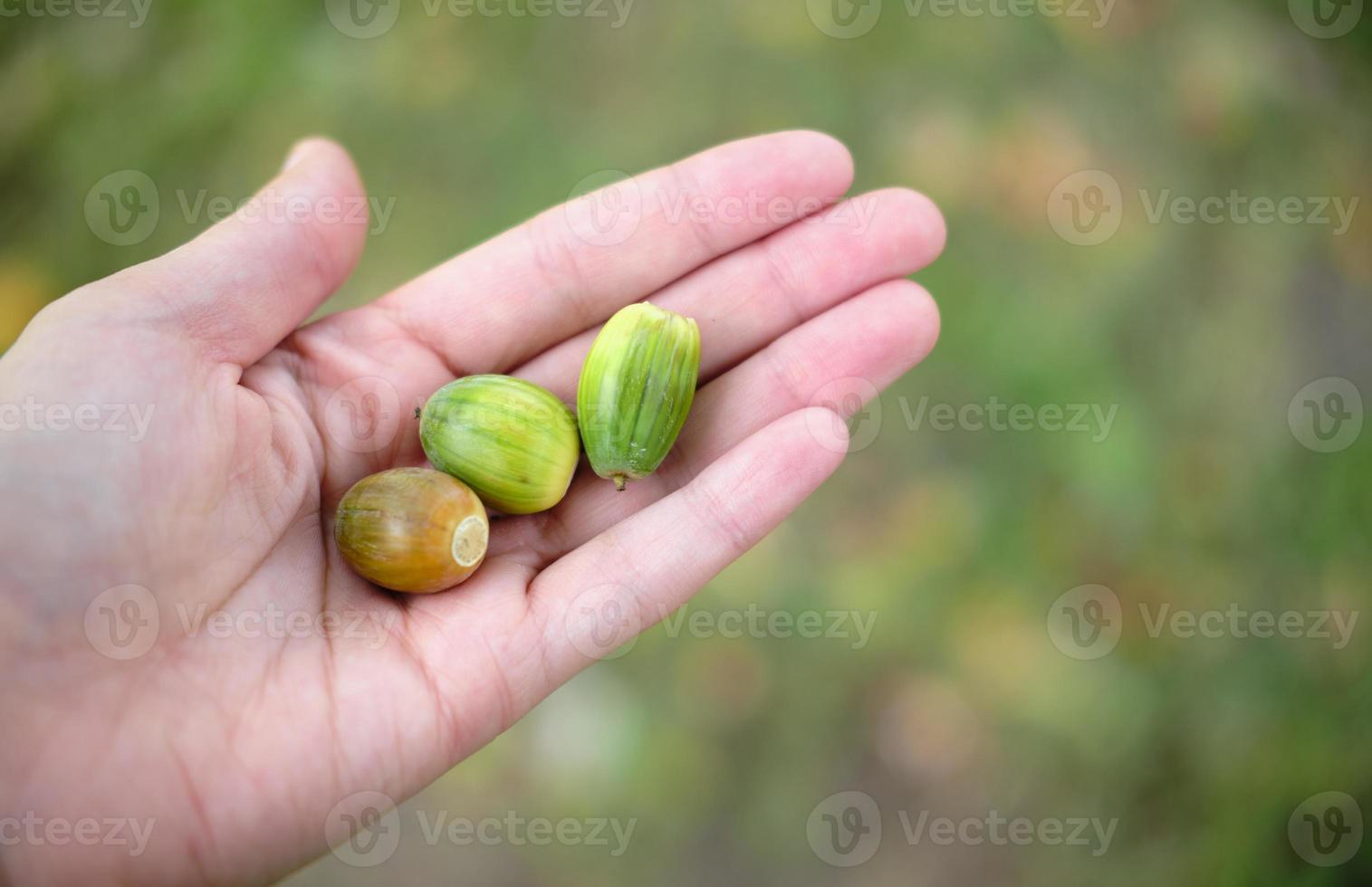 acorns in hands. 3 nuts photo