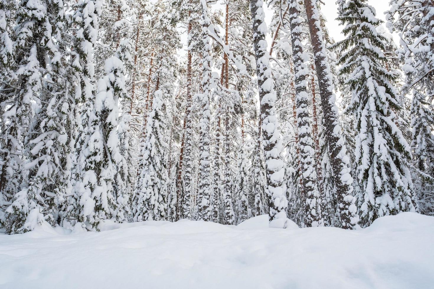 maravilloso bosque cubierto de nieve, en una helada noche de invierno, al atardecer. hermosos árboles en la nieve. paisaje de invierno foto