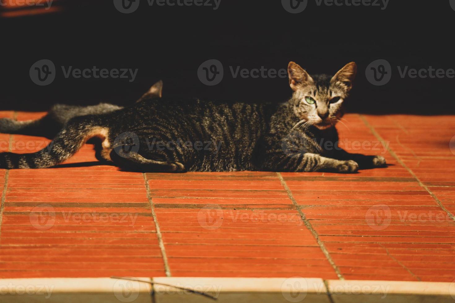 Photo of a stray cat with bokeh.