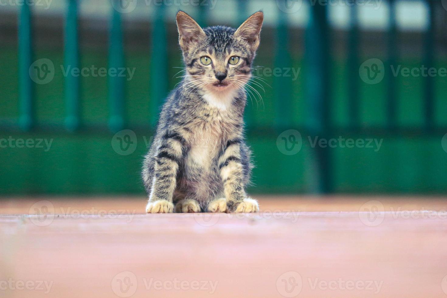 foto de un gato callejero con bokeh.