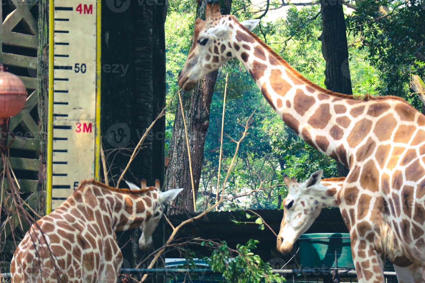 This is a photo of the giraffes in the Ragunan zoo.