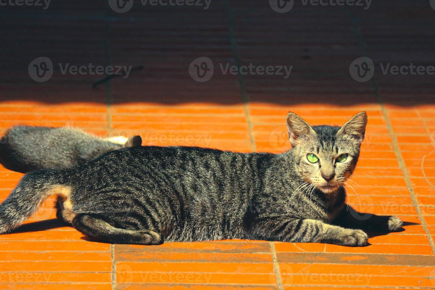 Photo Of A Stray Cat With Bokeh 14000895 Stock Photo At Vecteezy photo-of-a-stray-cat-with-bokeh-14000895-stock-photo-at-vecteezy