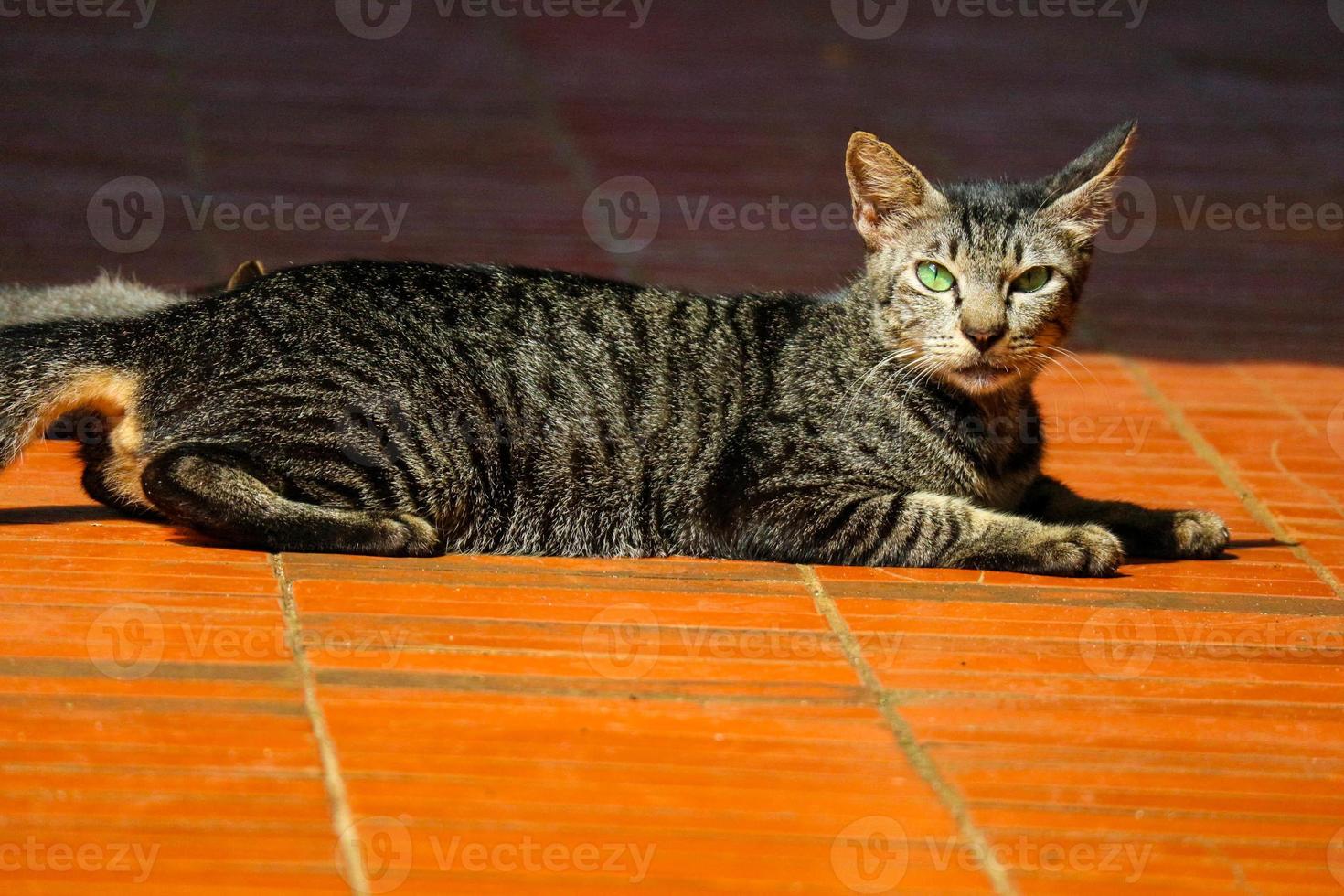 Photo Of A Stray Cat With Bokeh 14000896 Stock Photo At Vecteezy photo-of-a-stray-cat-with-bokeh-14000896-stock-photo-at-vecteezy