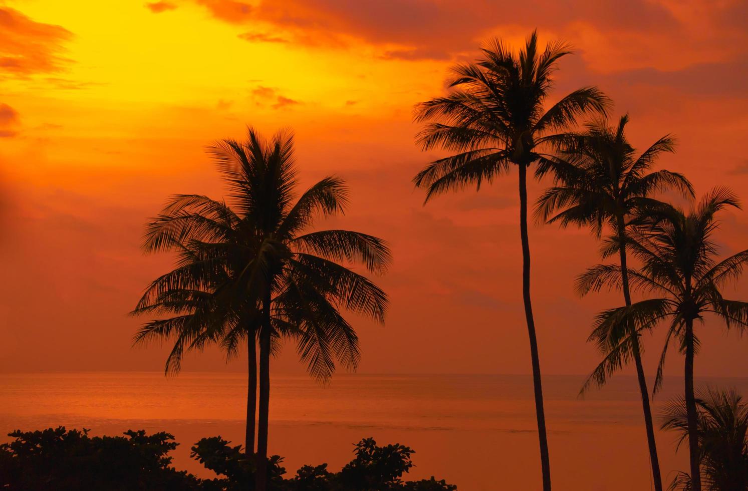 palm trees Beautiful sunset on the tropical sea beach on nature pike background photo