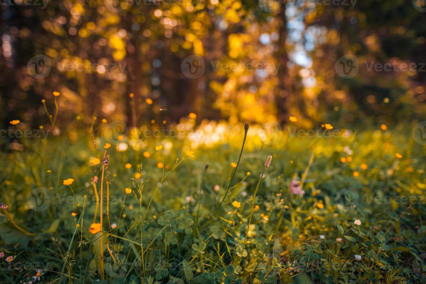 Beautiful natural colorful forest field early autumn season. Meadow nature sunset blooming daisy flowers, sun rays beams. Closeup blur bokeh woodland forest nature. Idyllic panoramic floral landscape photo