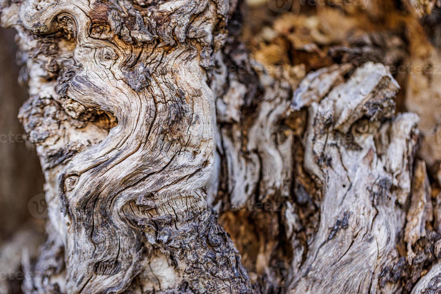 Driftwood detail, dry tree bark texture and background, nature concept. Abstract natural textured background. Artistic nature wallpaper design photo