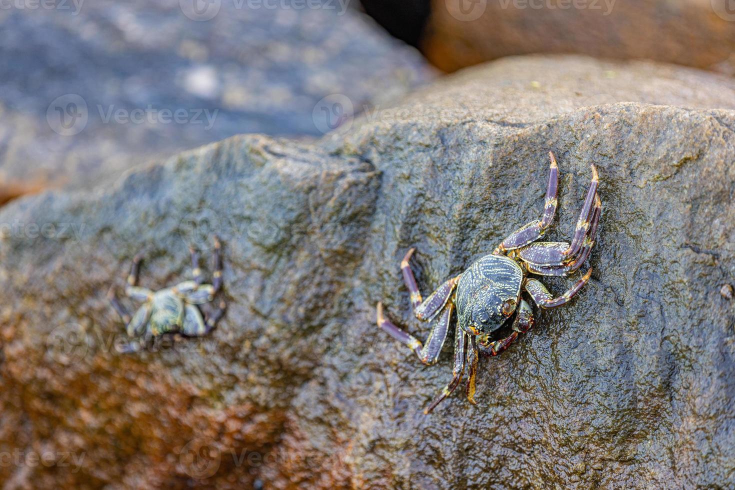 Marine wildlife, shore coast of beach. Beautiful Grapsus Albolineatus crab staying on top of wet sea rock on the beach. Soft bokeh rocks and waves background. photo