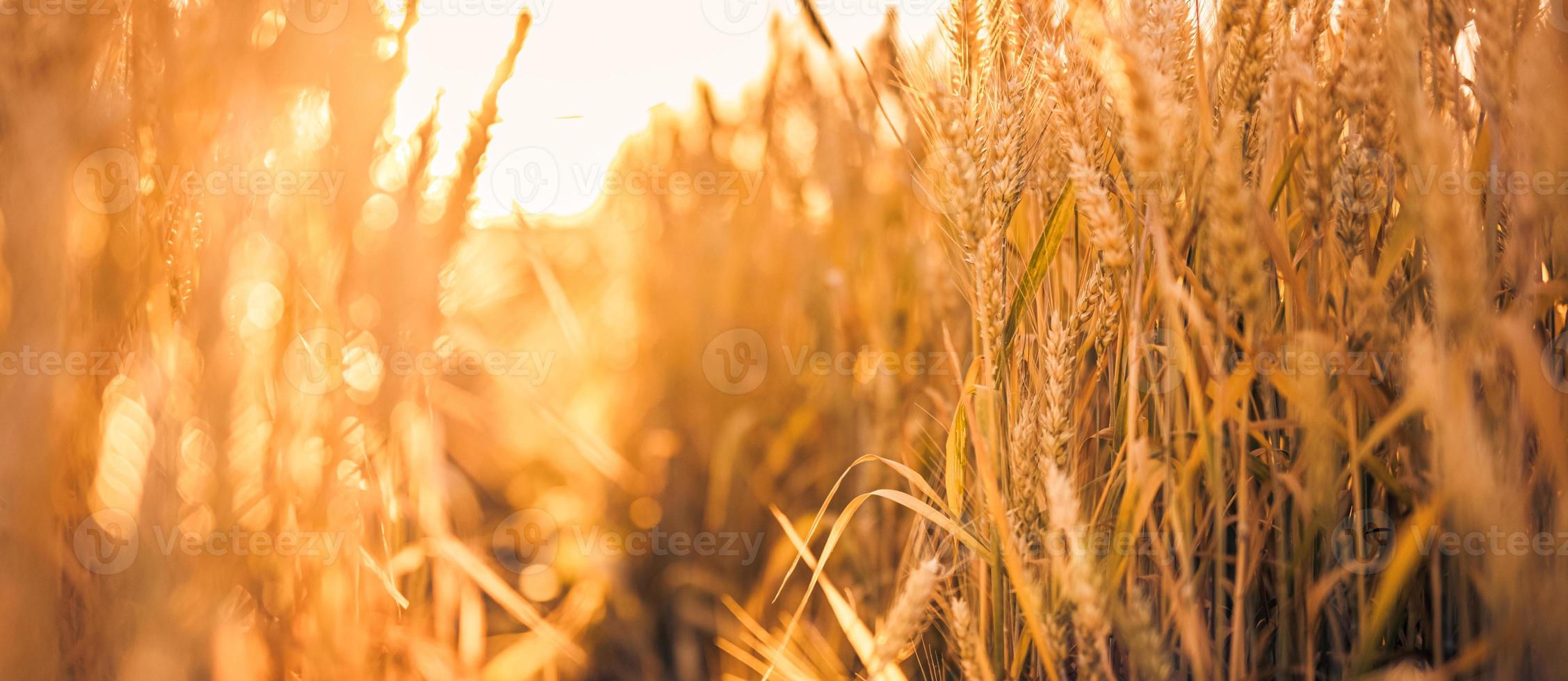 Field of wheat in summer. Beautiful nature background. Provence, France. Amazing nature closeup of blurred wheat field, dreamy landscape, warm sunset light. Golden bright countryside rural scenic photo