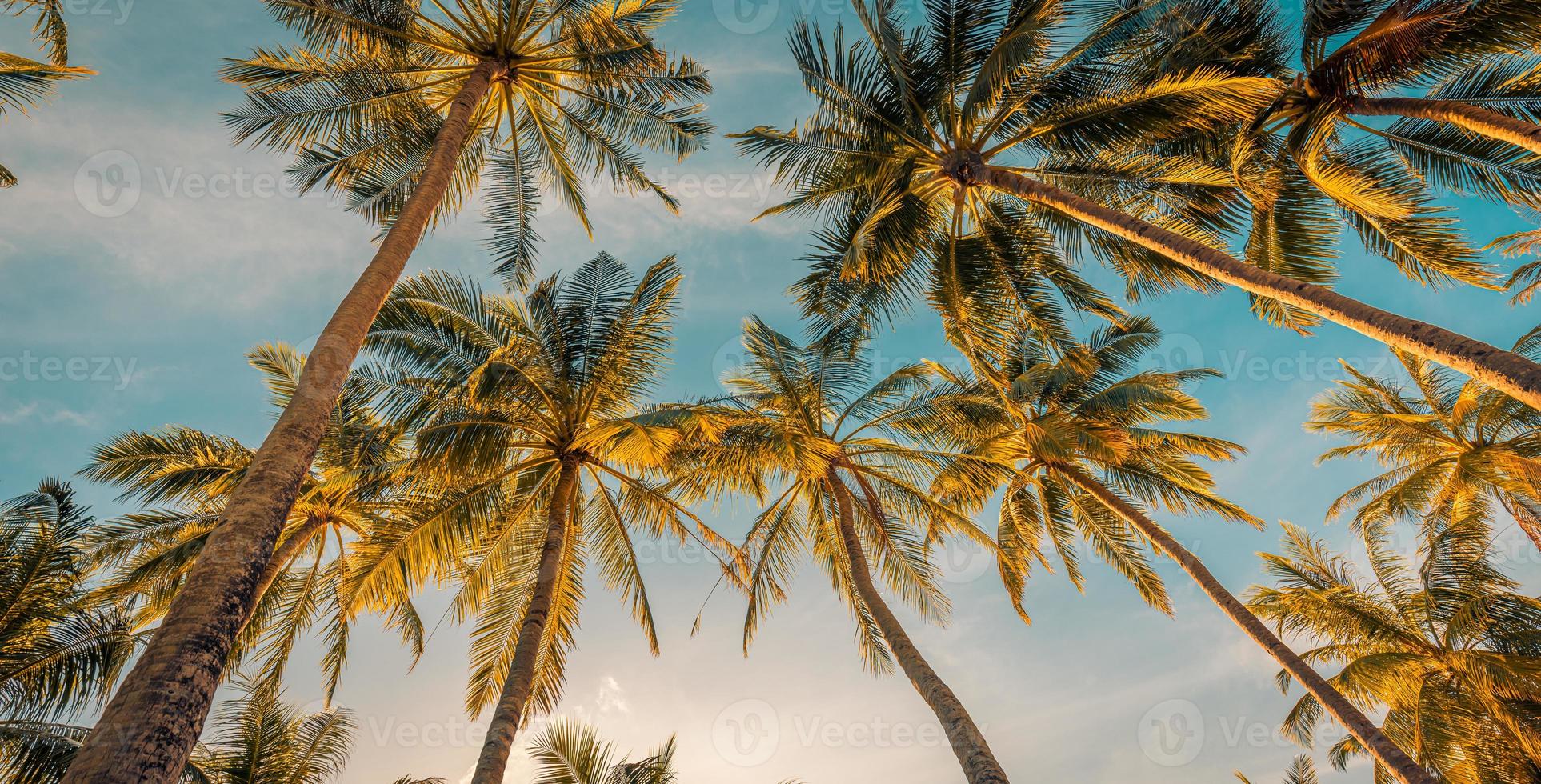 Beautiful vacation and nature travel adventure panoramic banner. Idyllic tropical Mediterranean view. Copy space of silhouette tropical palm trees sun light on sunset sky, summer abstract background photo