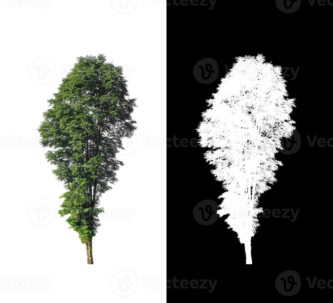 tree isolated on white background with clipping path and alpha channel photo