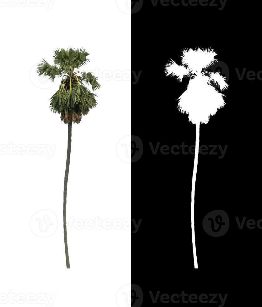 sugar palm that are isolated on a white background are suitable for both printing and web pages photo