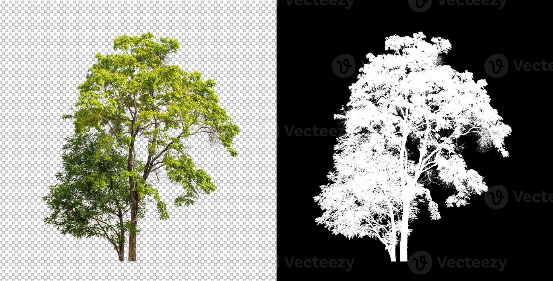 Tree on transparent picture background with clipping path, single tree with clipping path and alpha channel photo