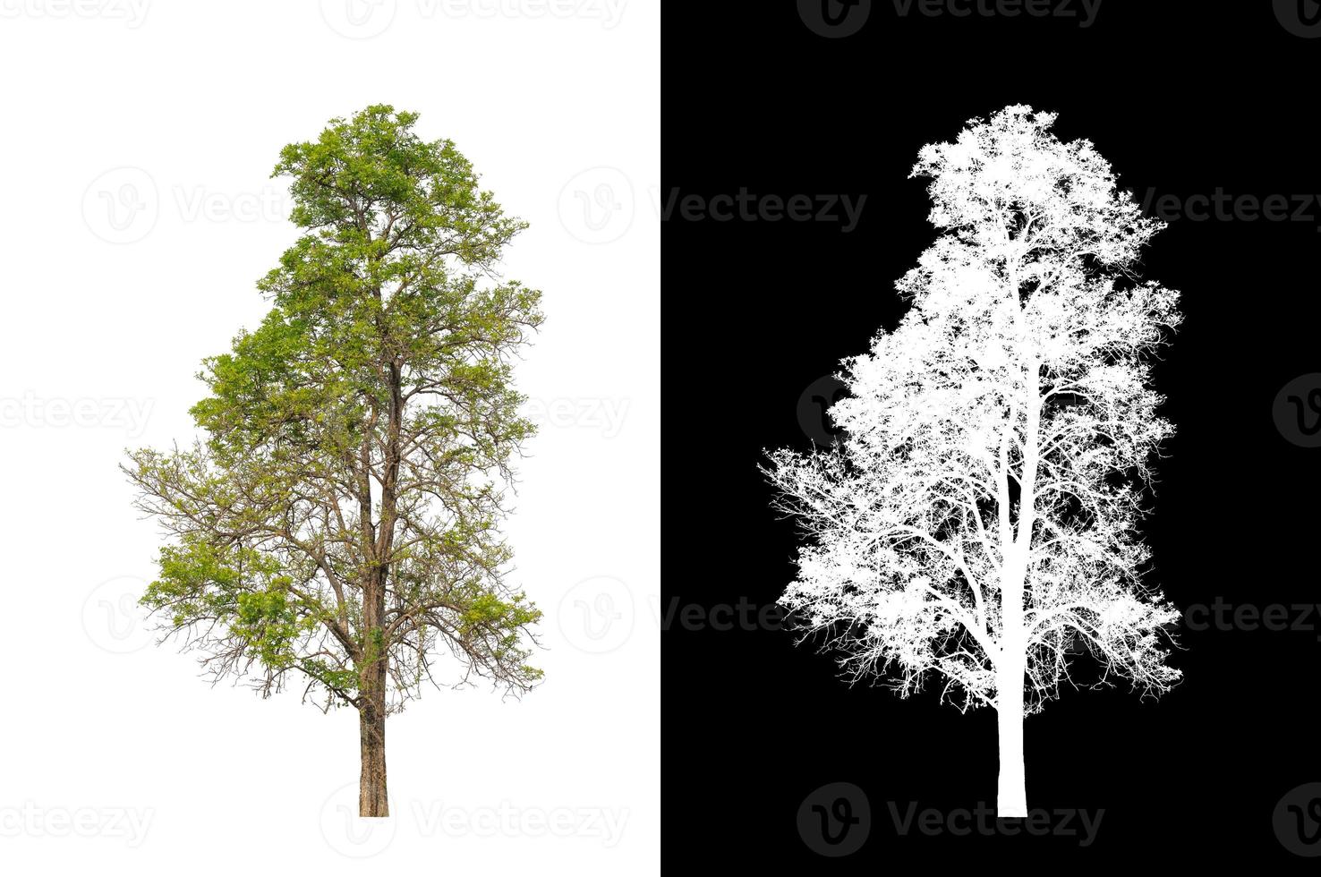 tree isolated on white background with clipping path and alpha channel photo