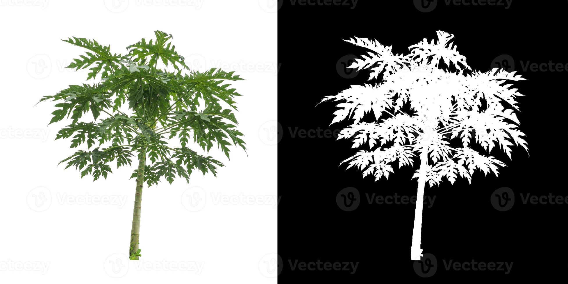 tree isolated on white background with clipping path and alpha channel photo