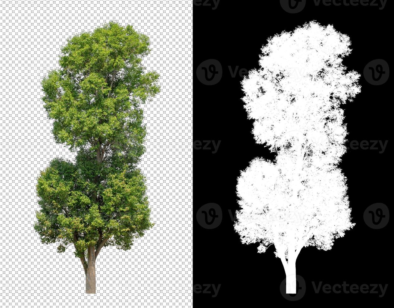 Tree on transparent picture background with clipping path, single tree with clipping path and alpha channel on black background photo