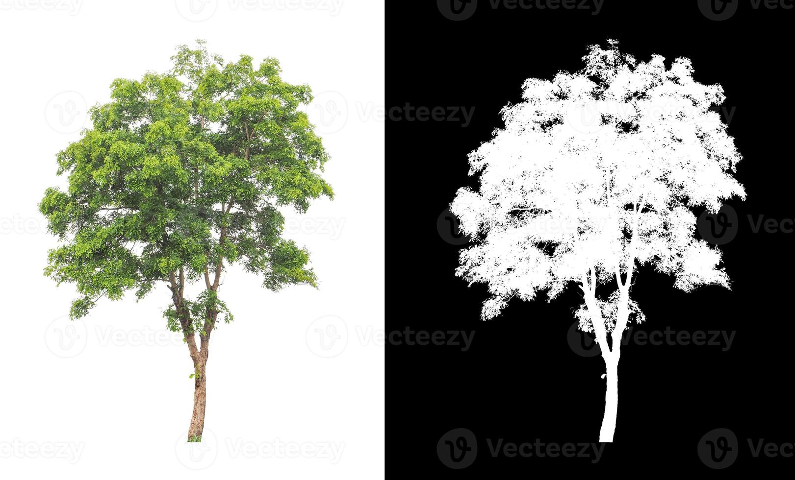 tree isolated on white background with clipping path and alpha channel photo