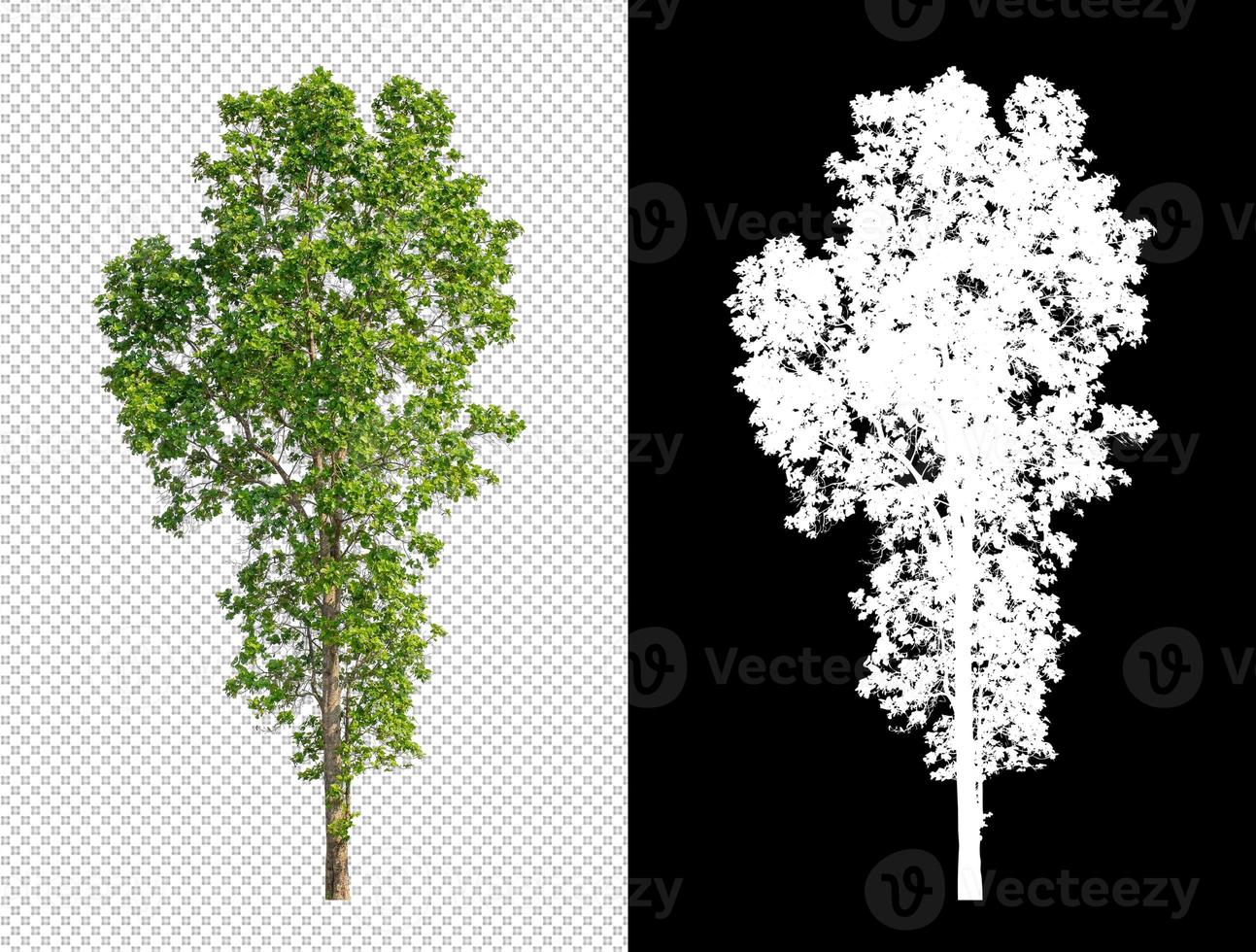Tree on transparent picture background with clipping path, single tree with clipping path and alpha channel on black background photo