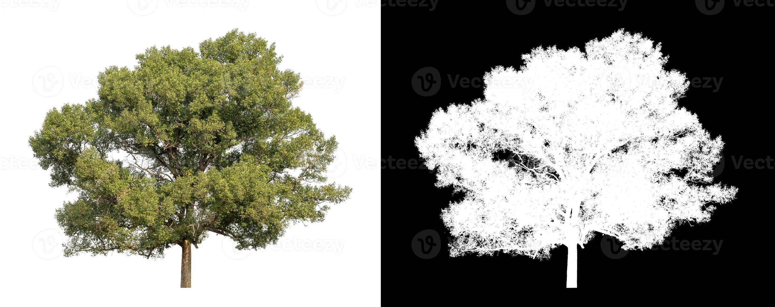 tree isolated on white background with clipping path and alpha channel photo