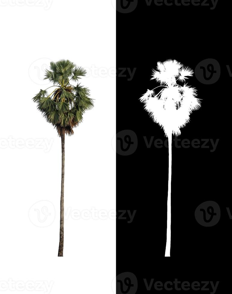 sugar palm that are isolated on a white background are suitable for both printing and web pages photo