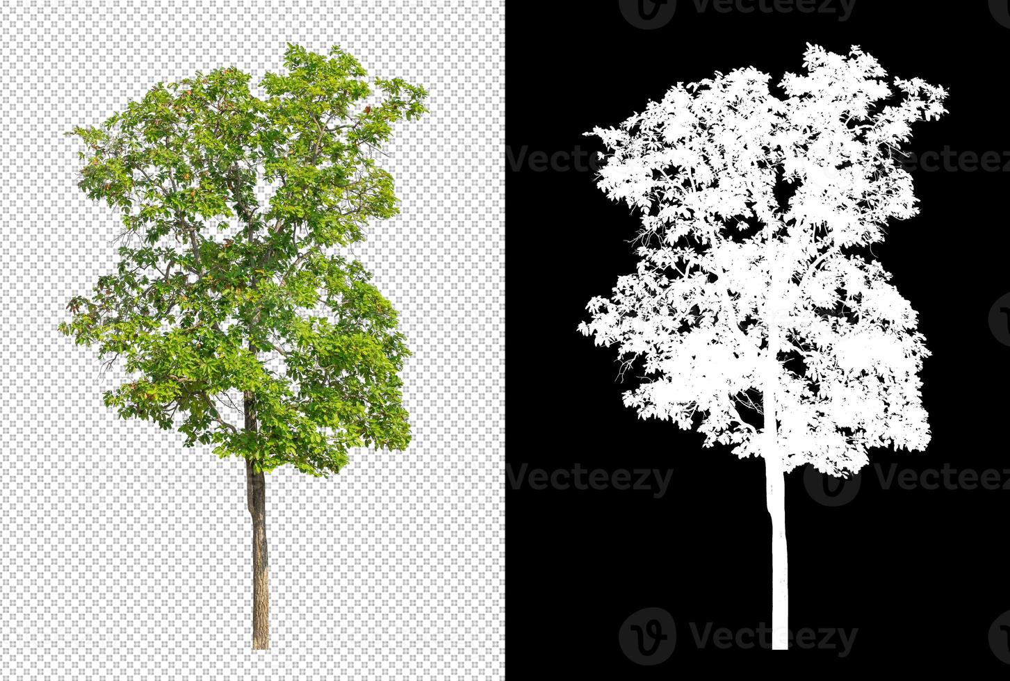 Tree on transparent picture background with clipping path, single tree with clipping path and alpha channel on black background photo