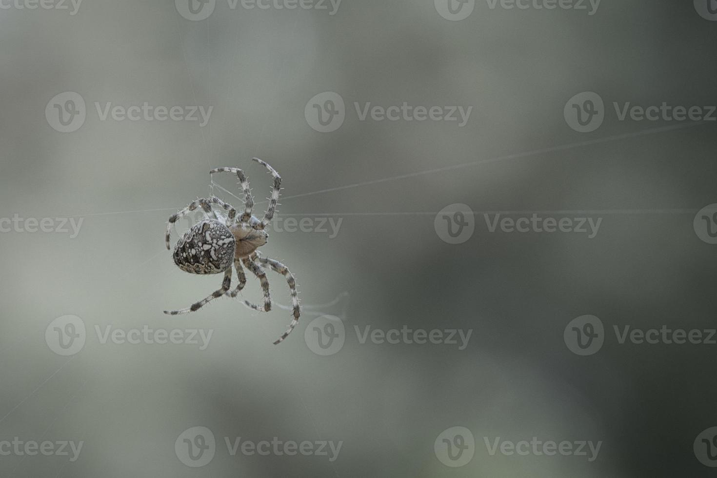 Cross spider crawling on a spider thread. Halloween fright. A useful hunter among photo