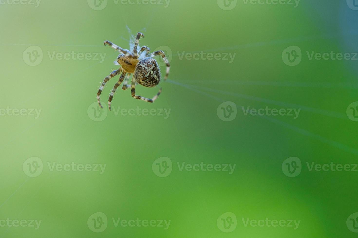 Cross spider in a spider web, lurking for prey. Blurred background photo