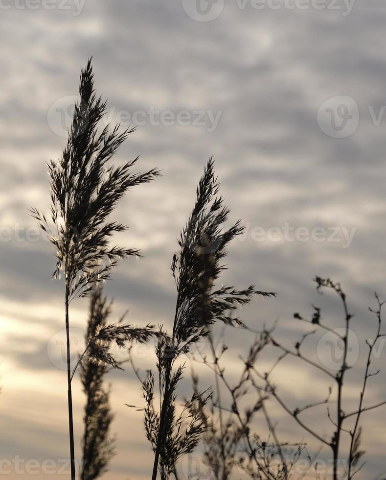 Golden reeds sway in the wind against sunset sky. Abstract natural background. Pattern with neutral colors. Minimal, stylish, trend concept. Golden sedge grass, dry reed, reed layer, reed seeds. photo