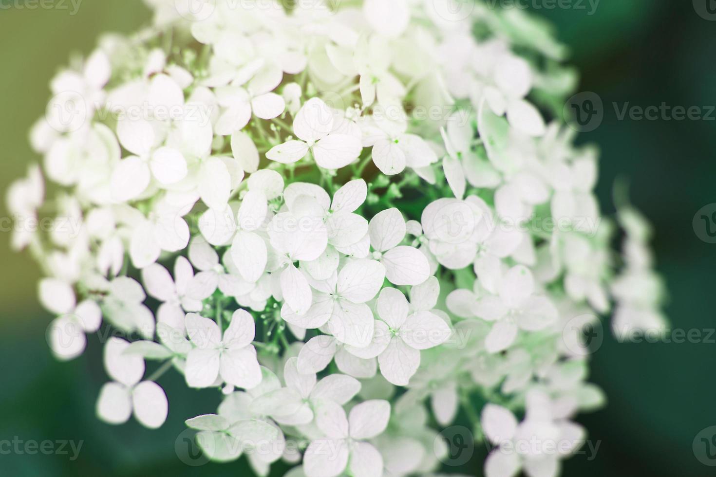 white hydrangea flower with copy space on a green leaves background in the garden photo