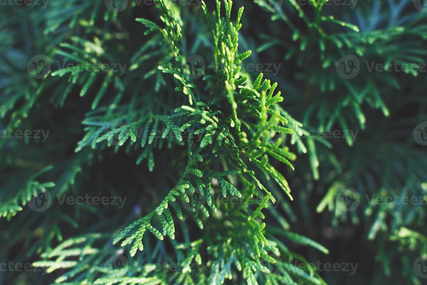a thuja close up. the thuja branch background photo