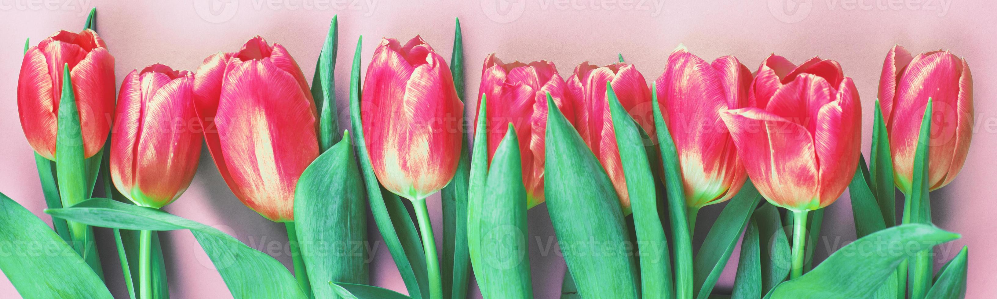 Pink fresh flowers tulips background with copy space. Romantic composition. Flat lay, top view. banner photo