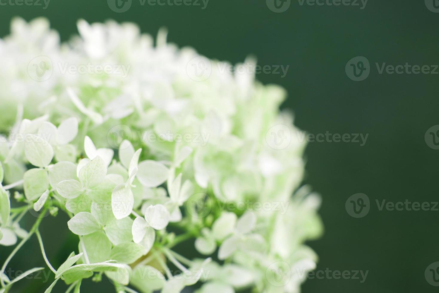 white hydrangea flower with copy space on a green leaves background in the garden photo