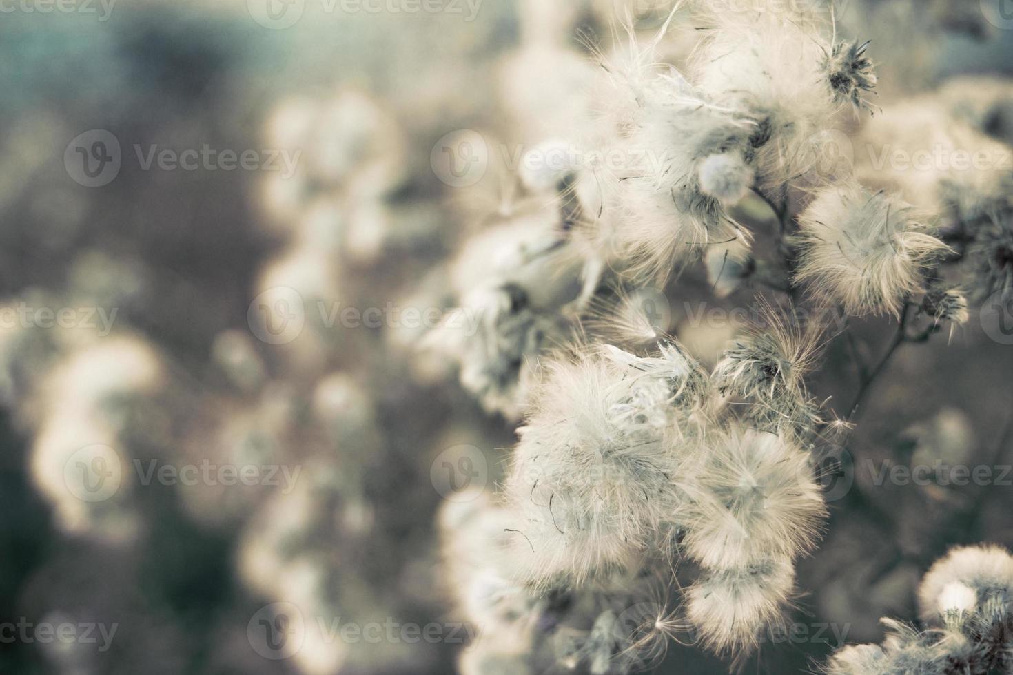 white fluffy flowers thorn on the field. natural bacjground photo