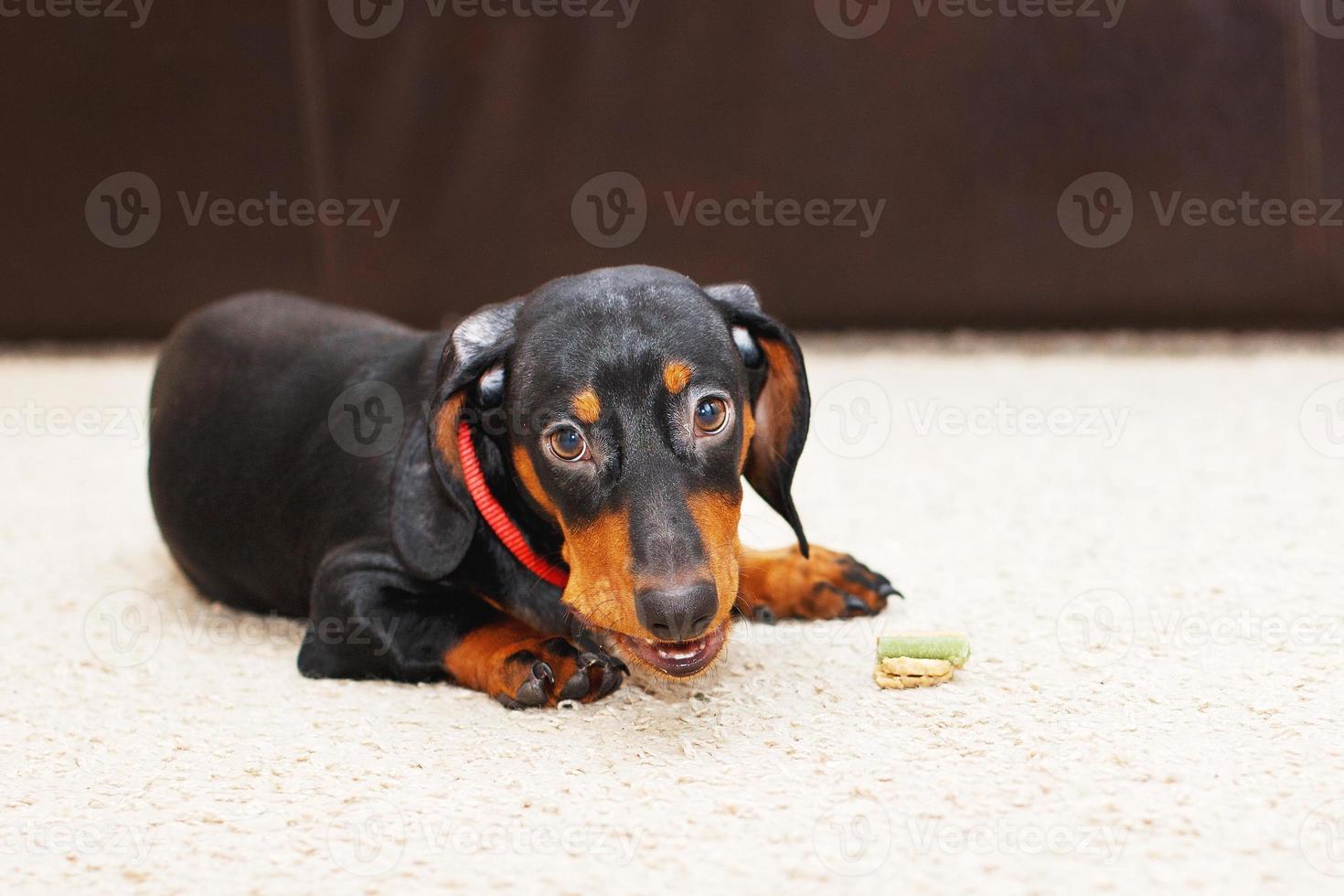 Portrait of cute dog dachshund with dried tasty treat snack in teeth. dog treats for brushing teeth. photo
