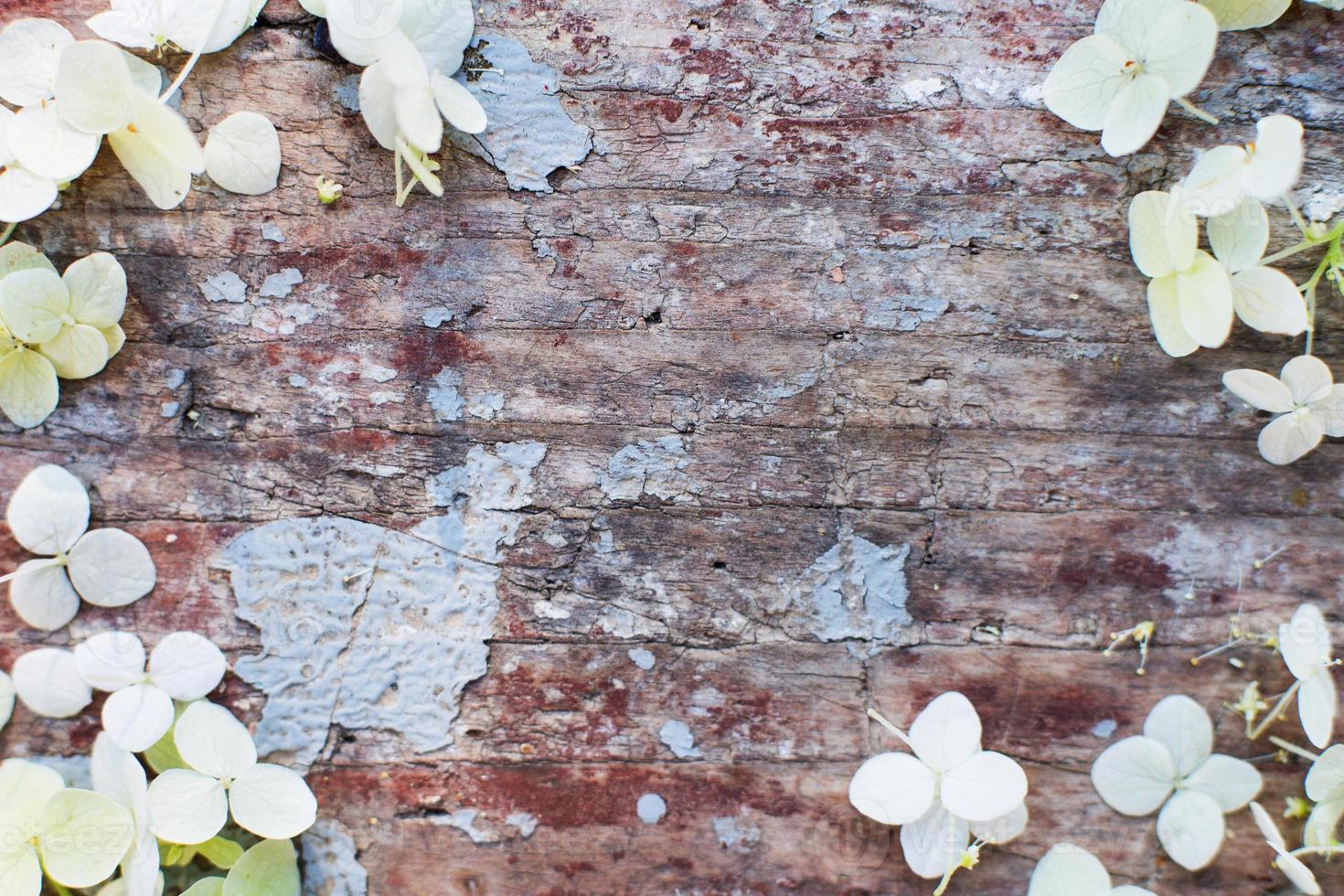 white hydrangea petals on old shabby wooden planks background with cracked color paint. photo