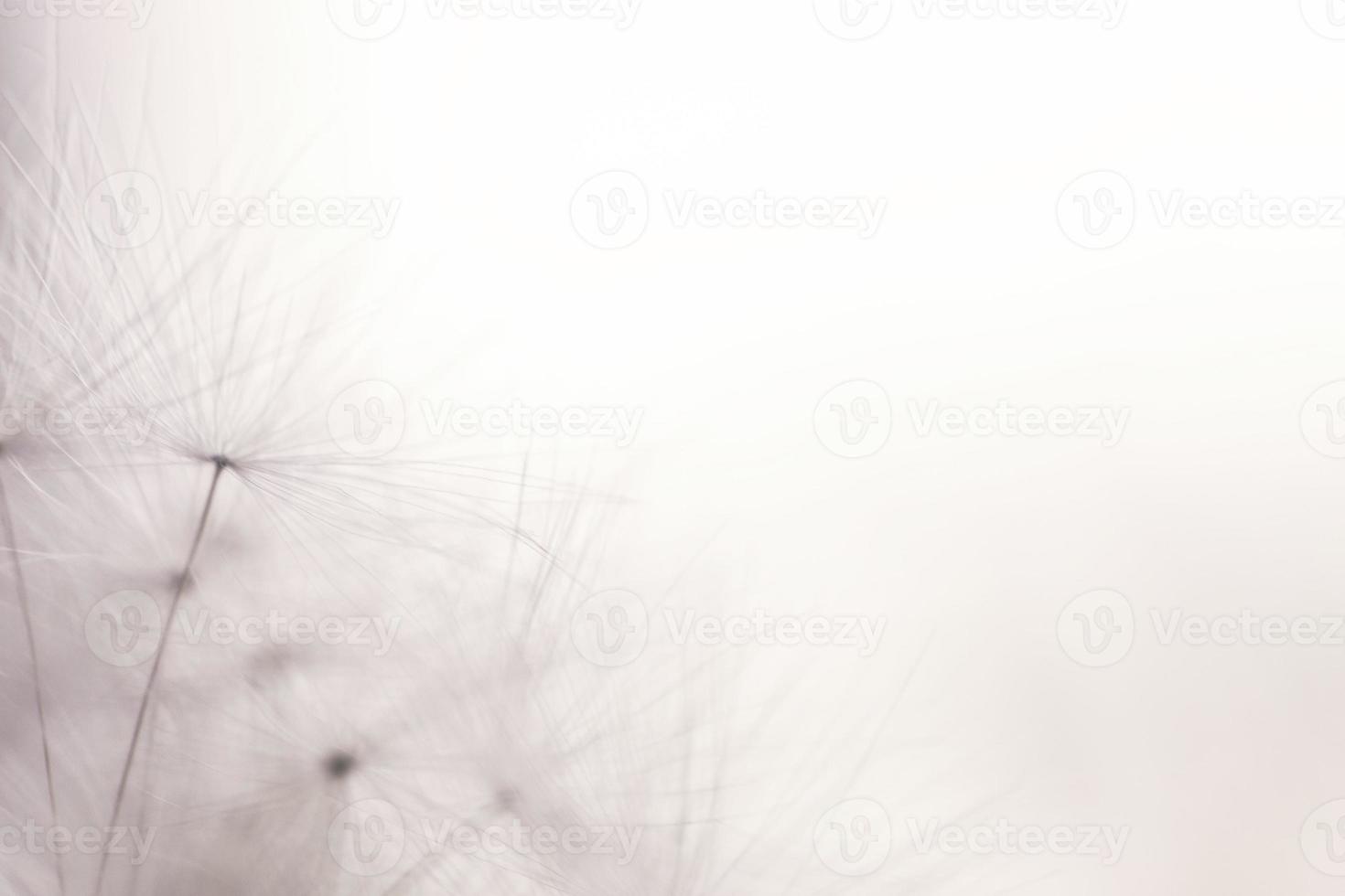 dandelion seeds on a blue background with copy space close-up photo